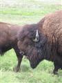 Bison